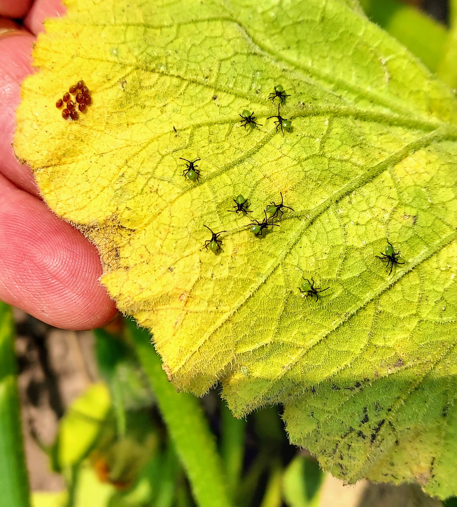 Squash bug nymphs on leaf.